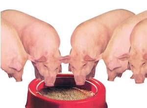 育肥猪一天喂几顿最好？吃几分饱最好？