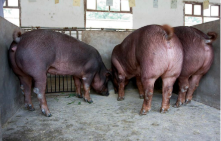 农村二花脸猪的生产，选种、饲养要点？