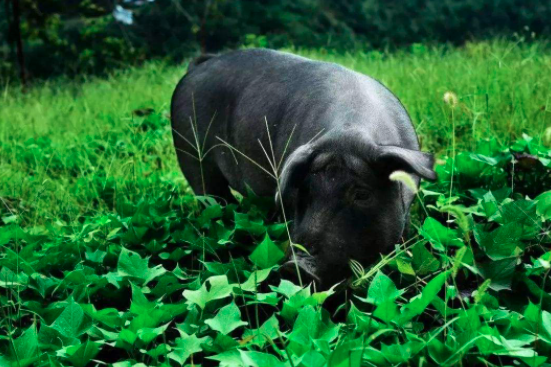 汉江黑猪的生产以与冬季的饲养技术