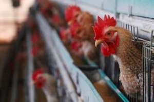 以色列北部区发生家禽H5N1亚型高致病性禽流感疫情