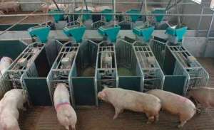 规模猪场各类猪只标准饲喂程序
