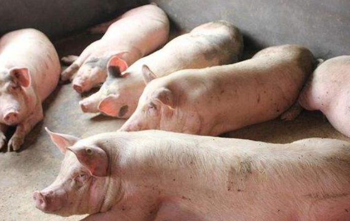 猪外伤如何治疗?如何预防猪外伤?