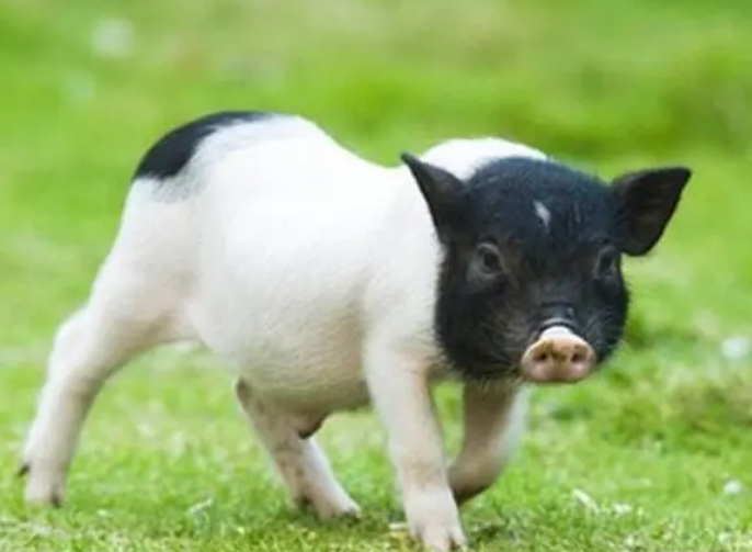 香猪养殖成本及风险分析？