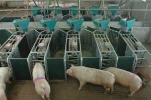 小型生猪养殖场需要投入多少资金？