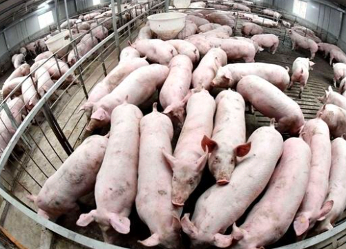 市场人士：生猪养殖成本将会继续偏高运行？