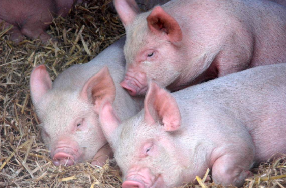 猪群频繁咬斗是什么原因？如何预防？