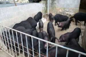 莱芜黑猪的饲养管理技术