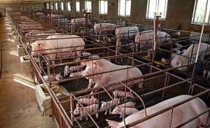 养猪场饲养母猪的八大困扰问题
