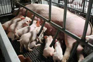 猪用阿莫西林的优缺点与使用方法？