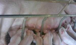 母猪将近产仔需要如何管理猪舍？