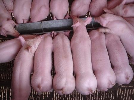 2022年1月10日全国各地(15至19公斤)仔猪今日价格行情
