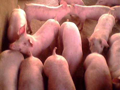 2022年1月11日全国各地(20至30公斤)仔猪今日价格行情