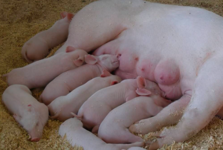 母猪产后身体发热是为什么，你知道吗？