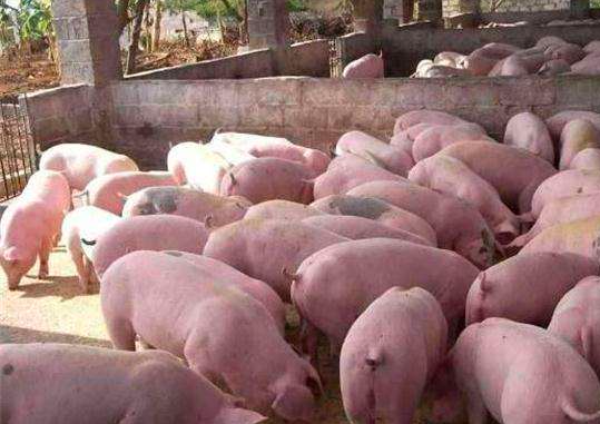 养猪你得要知道中小型猪场存在的一些大问题！