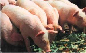 如何应对中大猪出现瘫痪及母猪产后无乳？