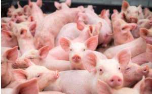 呕吐是养猪中常见的猪病症，呕吐信号暗示猪的哪些问题呢？