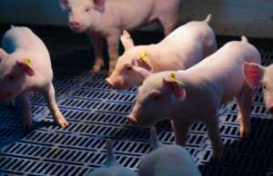 中国养猪业应对非洲猪瘟的经验和教训