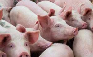 春季养猪人一定要做的四件事，件件都能影响猪场利润！