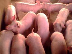 2022年2月10日全国各地(20至30公斤)仔猪今日价格行情