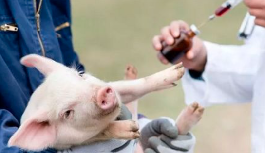 冬季猪场疫苗应该怎样回温？从这三点出发