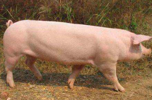 长白猪的品种介绍 长白猪有那些特点