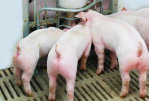 夏季高温高湿环境下，猪场如何注意热应激的危害