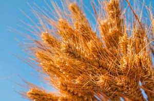 小麦还在猛涨，山东地储最高到1.65