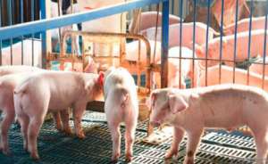 冬季光照对猪有什么影响？