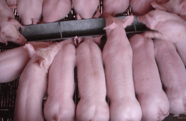 2022年3月5日全国各地(20至30公斤)仔猪今日价格行情