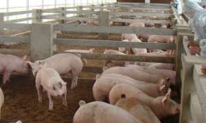 生猪快速育肥需要的环境条件有哪些？