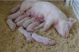 分享八个方法保证母猪的母乳充足，绝对干货！