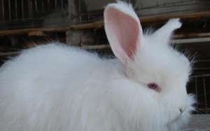长毛兔养殖技术前景 如何养殖长毛兔？