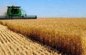 黑海小麦供应中断，促使买家提前寻购澳洲小麦