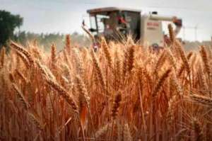 俄罗斯农业部将小麦关税进一步调低到86.9美元/吨