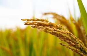 国际小麦价格走低难阻粮食保护主义苗头，国储稻谷定向拍卖重启
