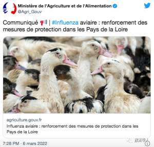 法国禽流感已扑杀400多万只！