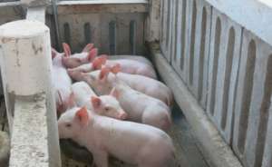 猪场保育舍和育肥舍的管理重点有哪些？