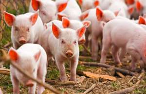 如何清除养猪隐患，确保猪场的绝对安全？
