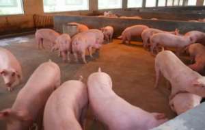 猪场管理中的二八原则你了解多少？