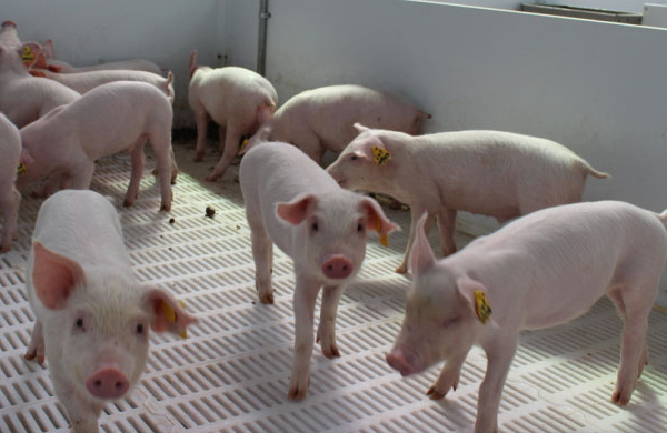 猪价行情回暖，19地“飘红”上涨！市场又一噩耗传来，饲料运费将大涨？