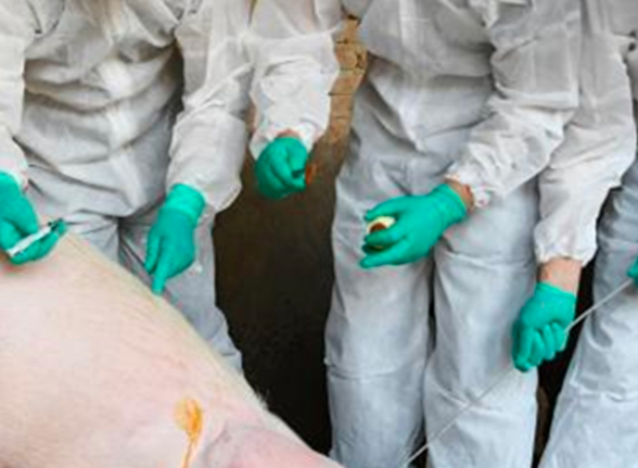 赞比亚发生一起非洲猪瘟疫情，目前疫情尚未结束