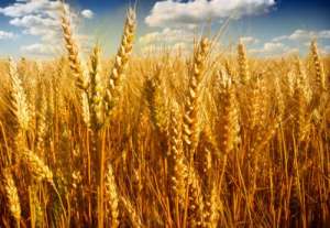 2022年4月6日全国各地市场今日小麦价格行情