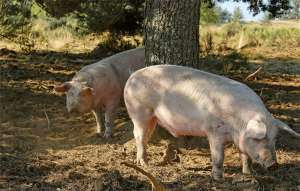 部分地区的猪价“破6进7”，饲料成本降低，养殖“回暖”？