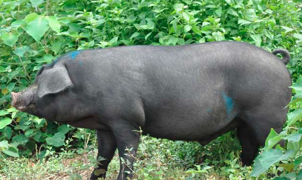 黑猪科学养殖技术