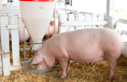 一百多斤猪拉肚子吃什么药好得快？能提前预防吗