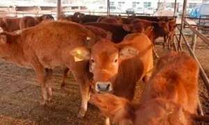 肥牛养殖中存在的问题？