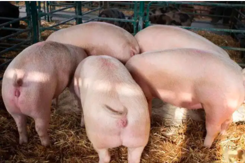 怎么预防后备母猪膘情过肥？