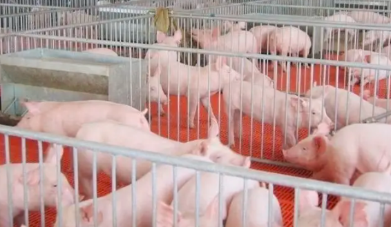南京市：生猪基地能繁母猪存栏量稳定在3万头左右，不得违法拆除规模猪场