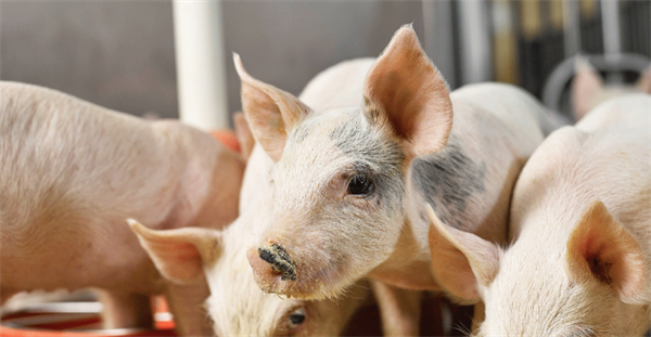 第五批猪肉收储全部流拍！猪肉进口关税恢复至12%，优势不再...