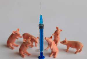 重大进展！非洲猪瘟疫苗真的来了...